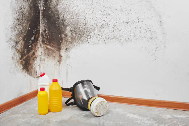 Best Mold Remediation  in Mount Carroll, IL