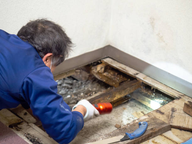 Best Toxic Mold Removal  in Mount Carroll, IL