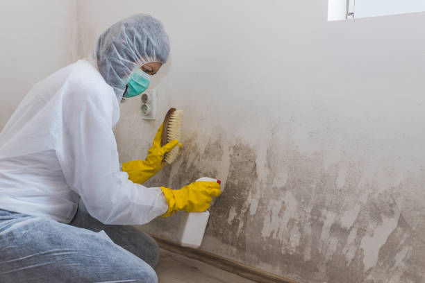 Best Mold Testing and Removal  in Mount Carroll, IL
