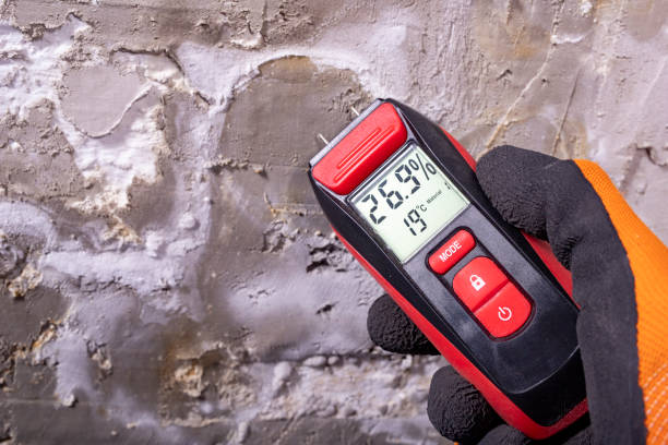 Best Best Mold Removal Companies  in Mount Carroll, IL