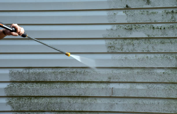 Mold Testing and Removal in Mount Carroll, IL