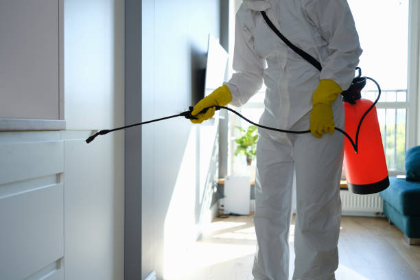 Best Fast Mold Removal  in Mount Carroll, IL