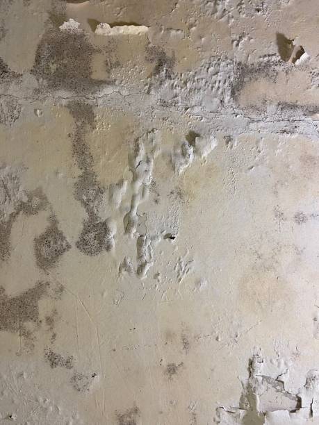 Best Black Mold Removal  in Mount Carroll, IL