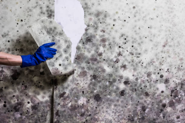 Best Certified Mold Removal  in Mount Carroll, IL