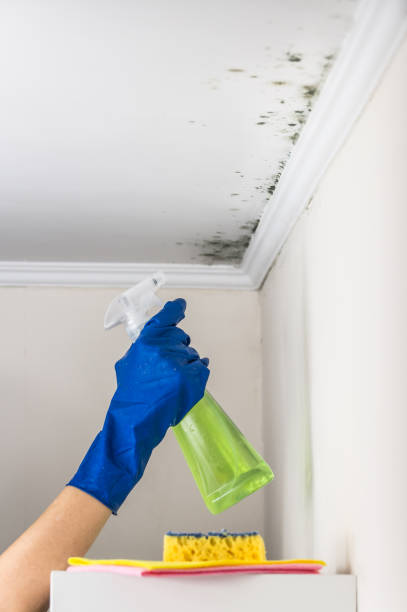 Best Mold Removal Near Me  in Mount Carroll, IL