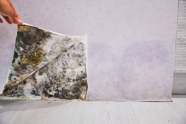 Best Professional Mold Removal  in Mount Carroll, IL